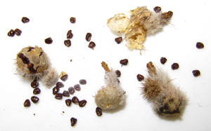 Frailea castanea (syn. Frailea asterioides) seed pods